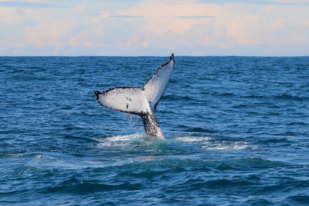 Five Facts about Humpback Whales You Didn’t Know!