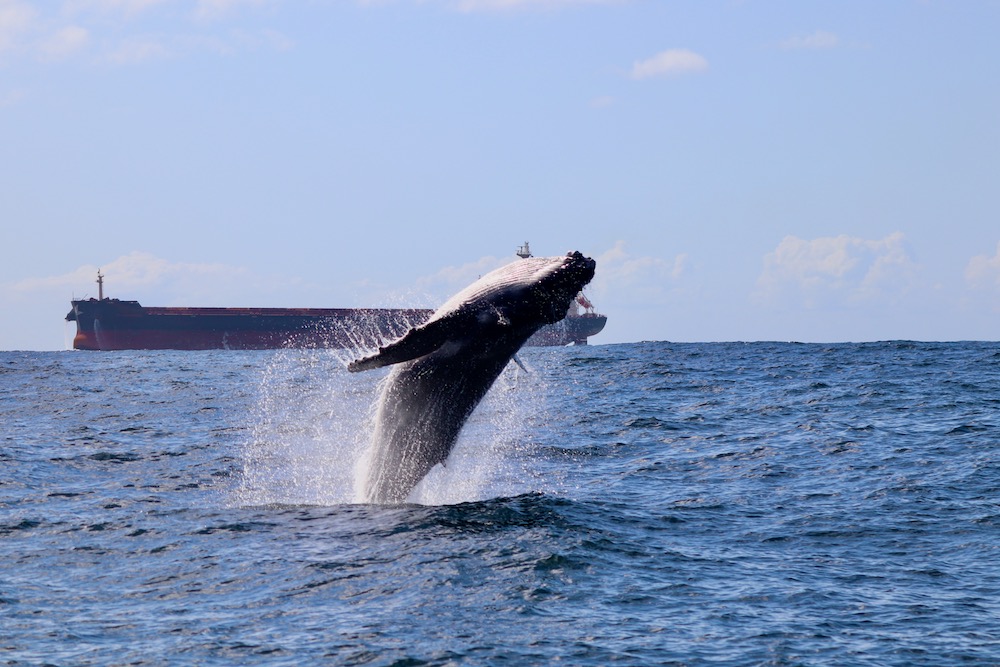 Whale Calf Breaching In Newcastle