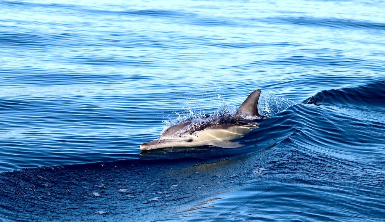 Common Dolphin Lake Macquarie, NSW