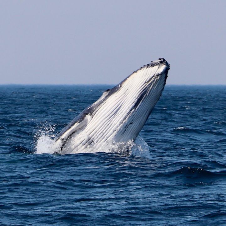 A humpback whale calf coming out of the water