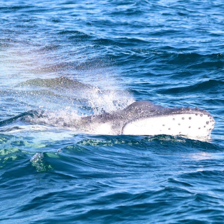 A young humpback whale calf surfaces