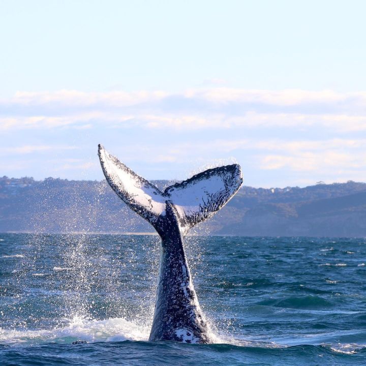 Learn About Humpback Whales