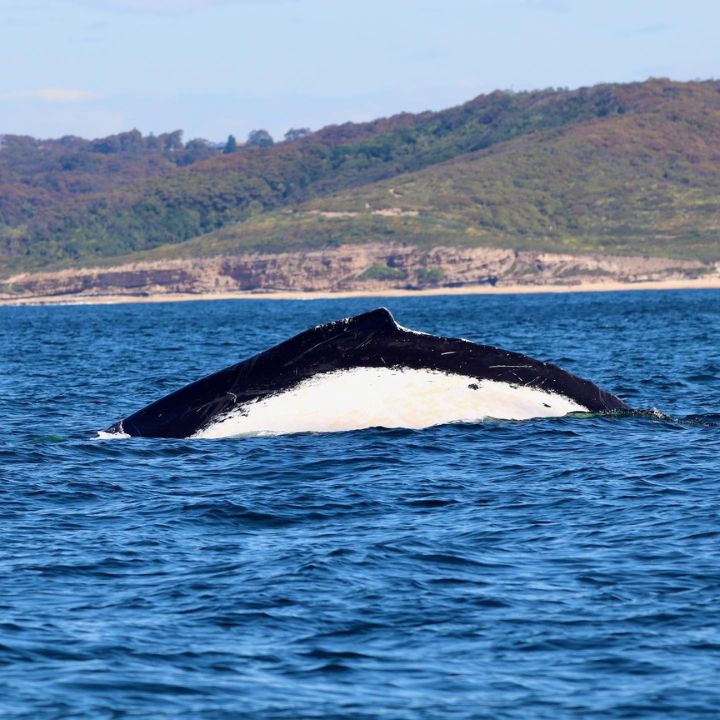 A humpback whale dives, showing it's white and black patterns