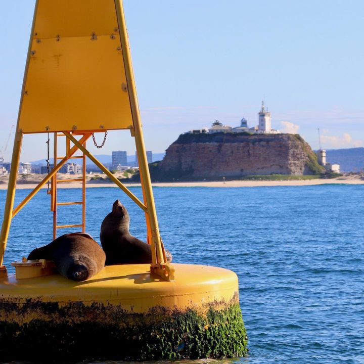 Two seals pictured with Nobbys Lighthouse in the background