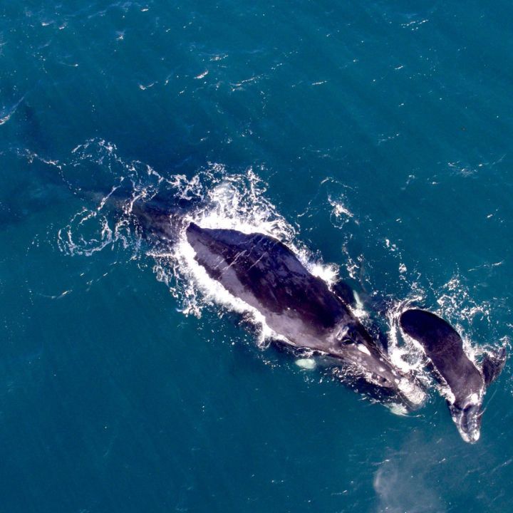 A mother and calf southern right whale coming up to breath