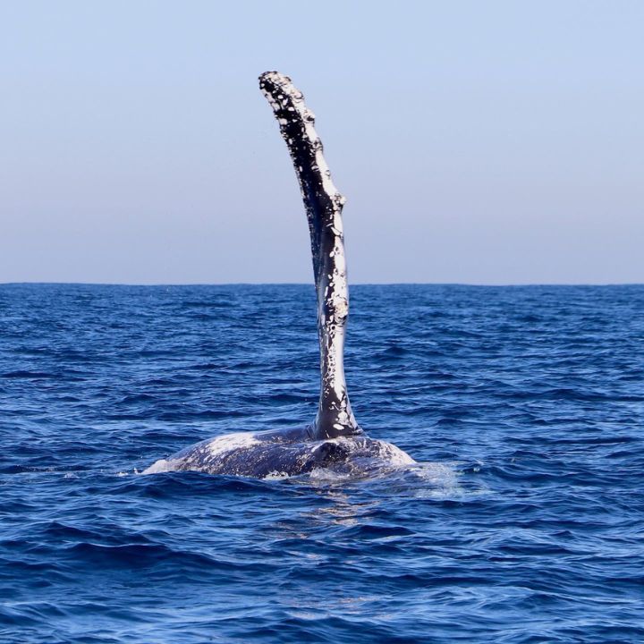 A humpback whale lifts a large pectoral fin high into the air