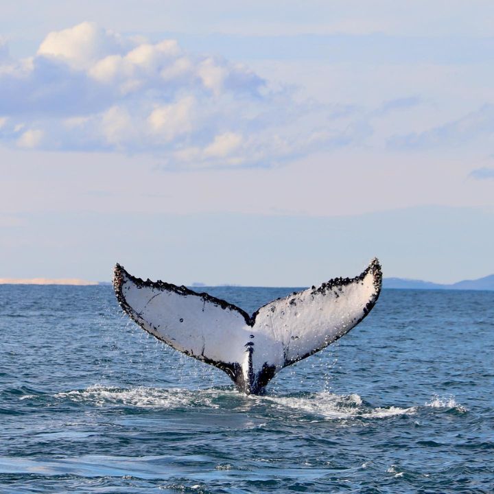 A humpback whale dives showing unique markings on the underside of it's tail/fluke
