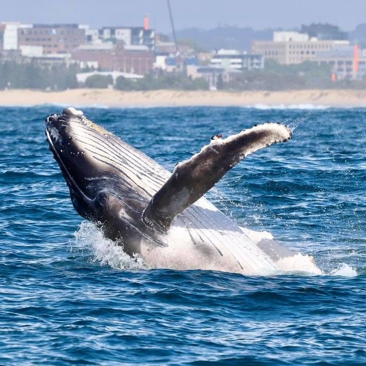 A humpback whale calf breaches with Newcastle NSW in the background