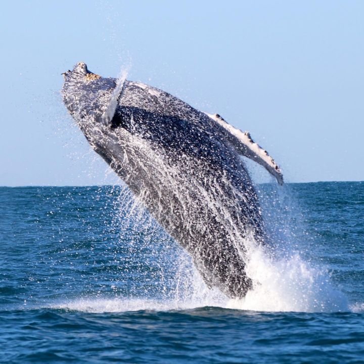 A whale breaches off the Newcastle coastline