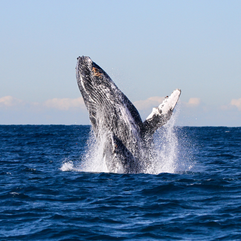 A whale leaping out of the water on a whale watching tour