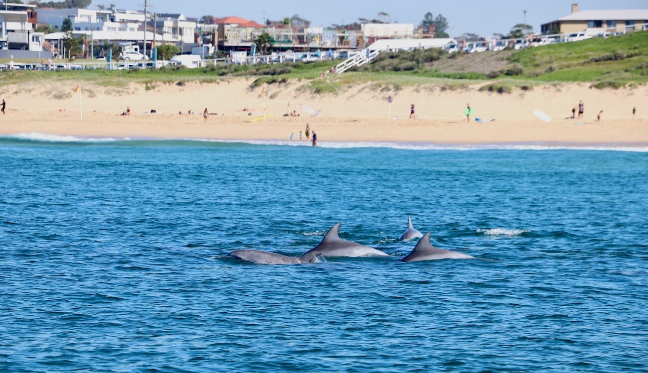 Dolphins surfacing with a beach in the background