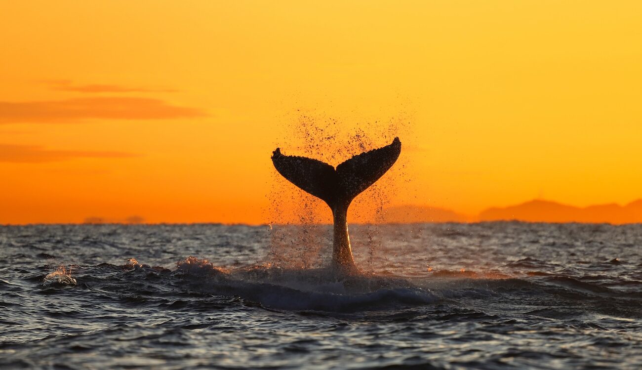 A whale tail up out of the water at sunrise