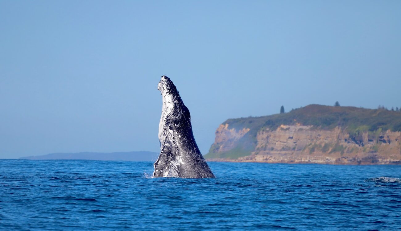 A whale with its head out of the water with a headland in the background