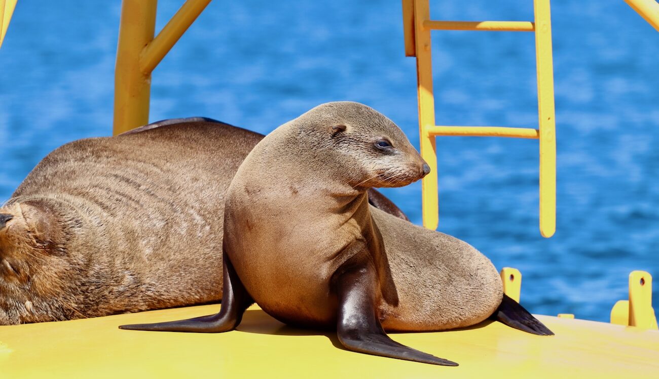 A seal sitting in the sun on top of a buoy