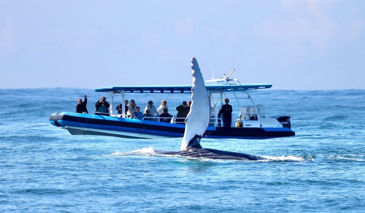 Humpback whale pec fin and Atmos Whale alongside adventure boat in Newcastle with it's fin in the air